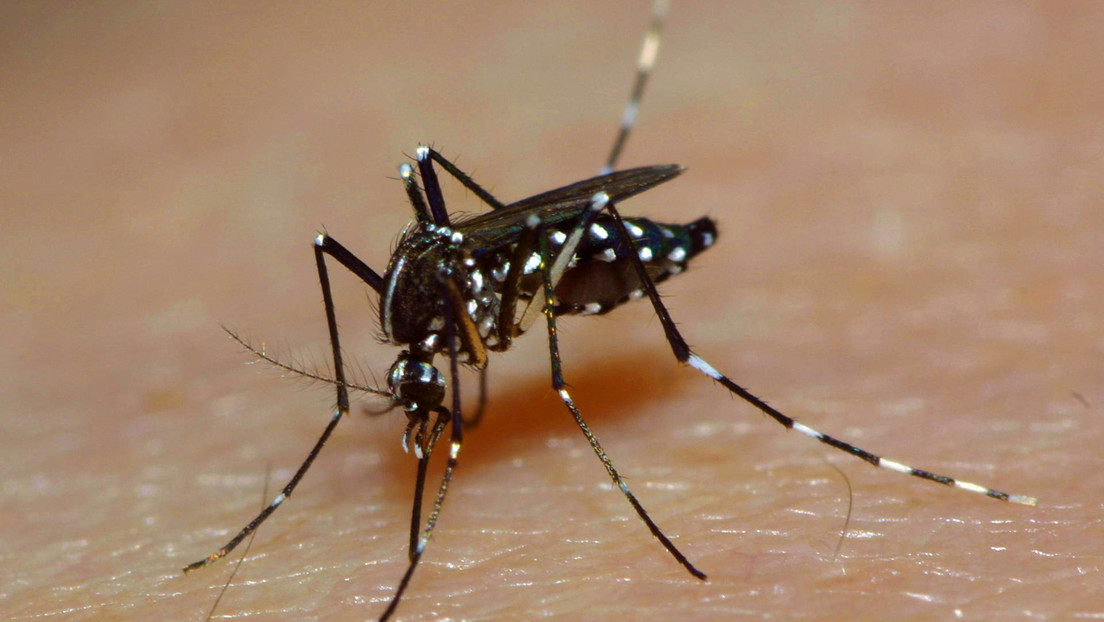 Emplean mosquitos modificados para administrar vacunas