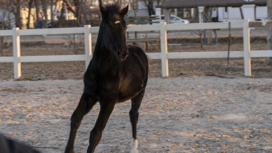 Presentan al primer caballo de competición clonado de China