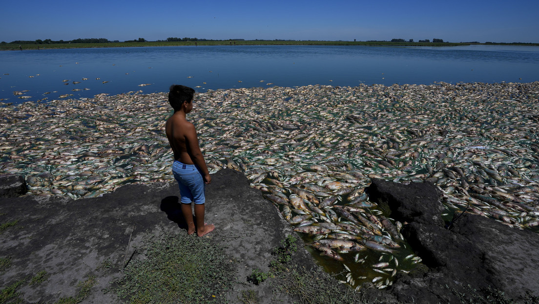 Miles de peces aparecen muertos en Argentina en medio de una fuerte sequía (VIDEO)