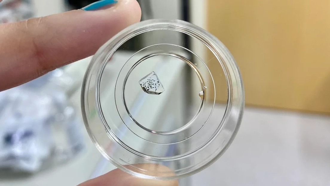Nueva técnica de microscopía permite ver las células a simple vista