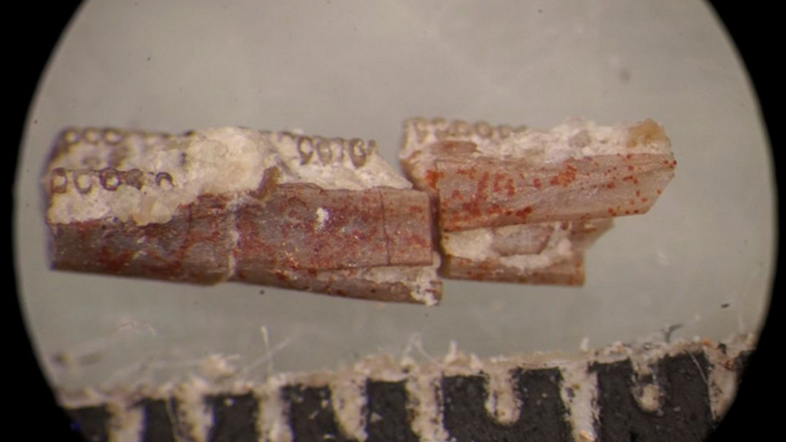 Este gusano fosilizado podría explicar los orígenes misteriosos de los anfibios