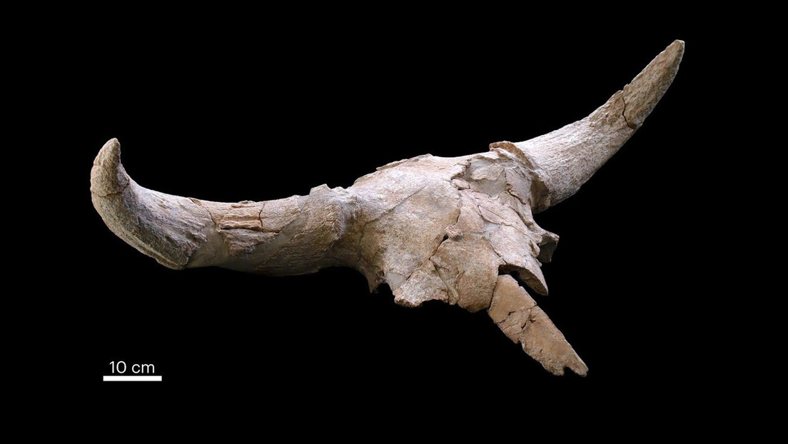 Descubren 35 cráneos de animales que podrían revelar datos desconocidos sobre los rituales de los neandertales en España