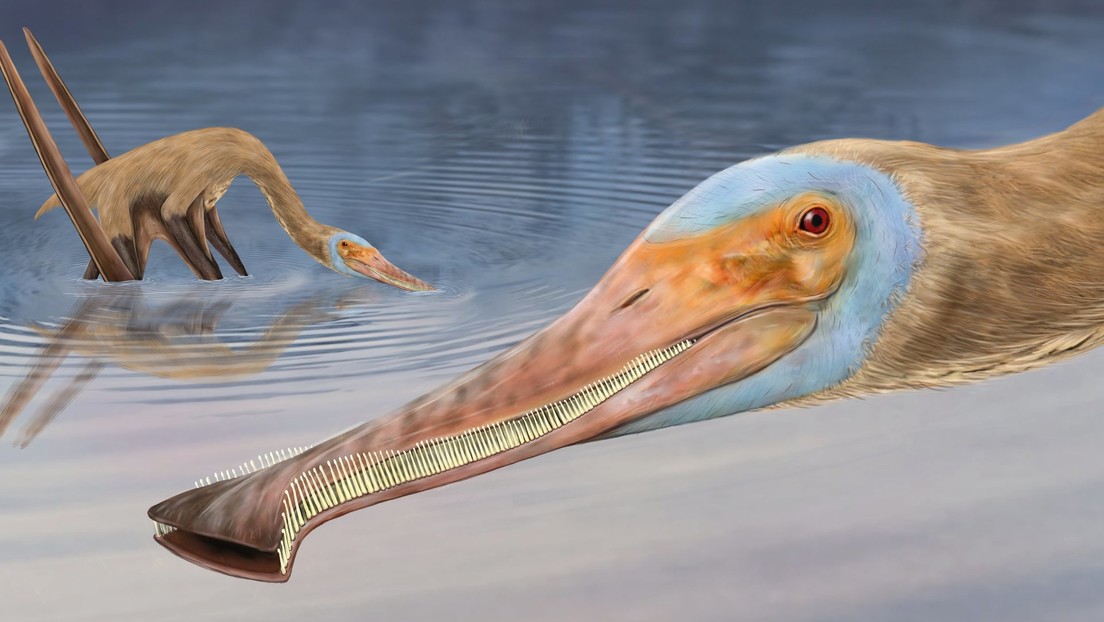 Descubren accidentalmente un fósil de pterosaurio con un detalle nunca antes visto