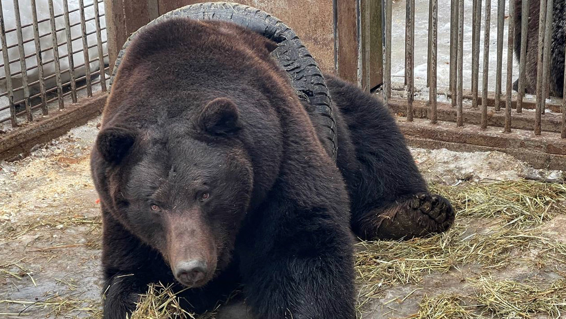 VIDEO: Rescatistas rusos salvan a un oso pardo atrapado en un neumático
