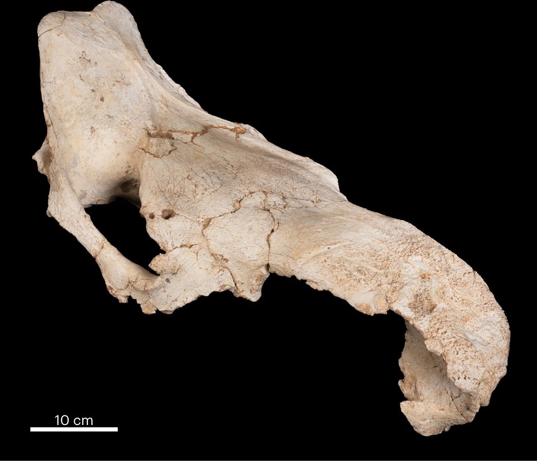 63d3deede9ff71141f2117da Descubren 35 cráneos de animales que podrían revelar datos desconocidos sobre los rituales de los neandertales en España