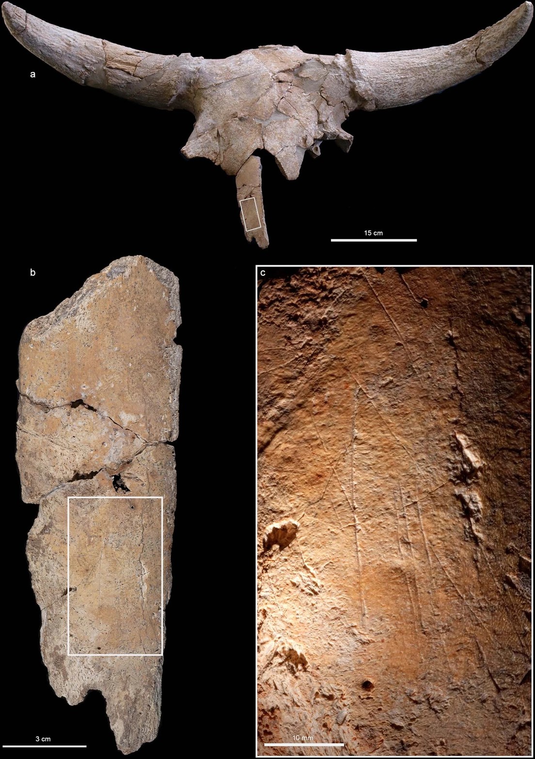 63d3deefe9ff71141f2117dc Descubren 35 cráneos de animales que podrían revelar datos desconocidos sobre los rituales de los neandertales en España