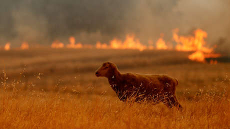 Ovejas cortafuegos: la propuesta en Chile para combatir los incendios forestales