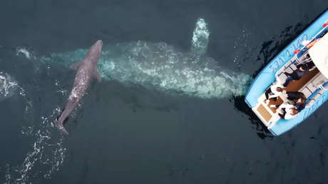 Captan el nacimiento extremadamente raro de una ballena gris (VIDEO)