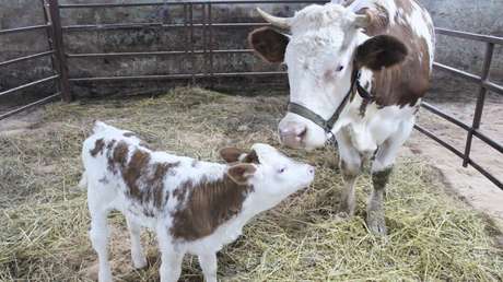 Da a luz por primera vez en Rusia una vaca clonada