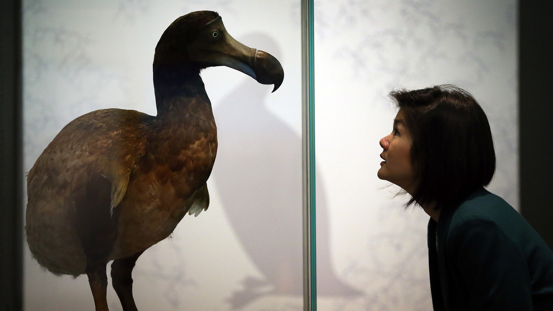 Científicos inician un proyecto para resucitar al pájaro dodo, extinto por la acción humana