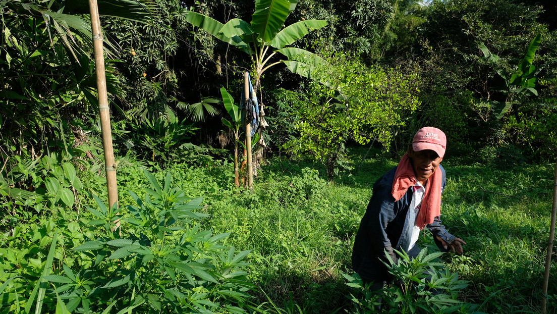 El Gobierno de Petro presenta una propuesta para legalizar los pequeños cultivos de coca