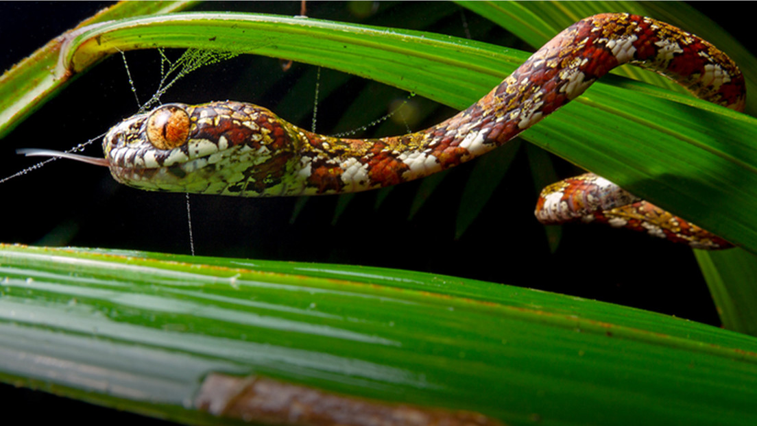 Designan con el nombre de DiCaprio a una nueva especie de serpiente encontrada en Panamá