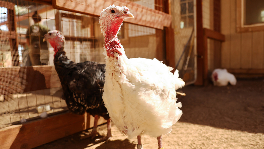 La OMS advierte que es necesario prepararse para una pandemia de gripe aviar
