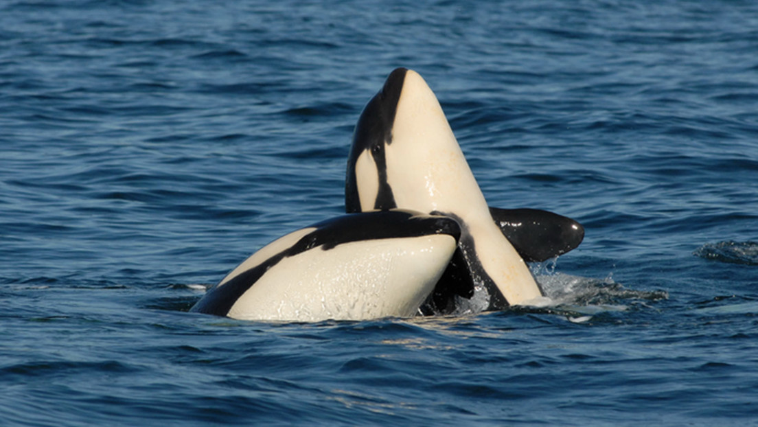 Descubren que las orcas madres pagan un alto precio por criar a sus hijos macho