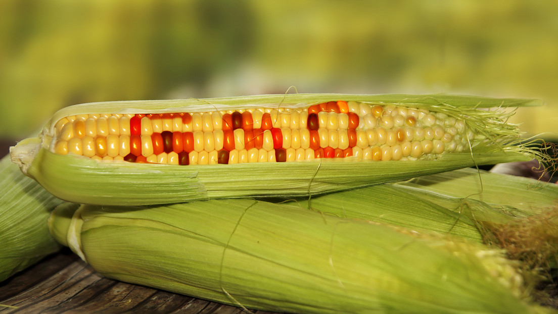 Un nuevo decreto en México busca relajar las medidas sobre el maíz transgénico: ¿qué cambios hay?