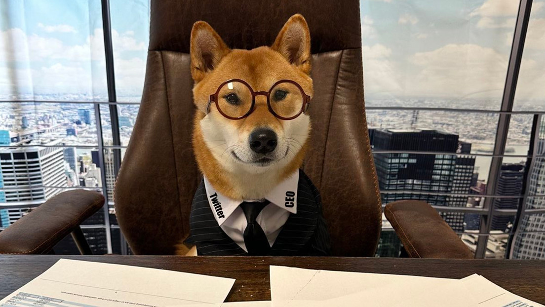 Musk presenta al "nuevo director ejecutivo" de Twitter: ¡conozca a su perro Floki!