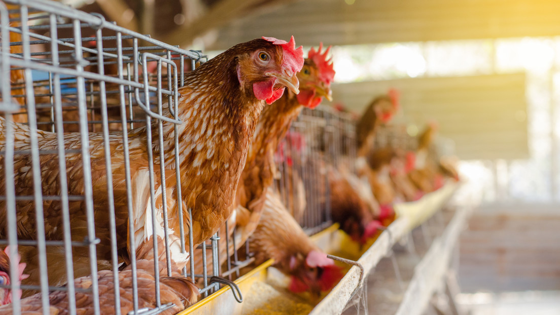 Argentina declara emergencia sanitaria tras detectar casos de gripe aviar al norte del país