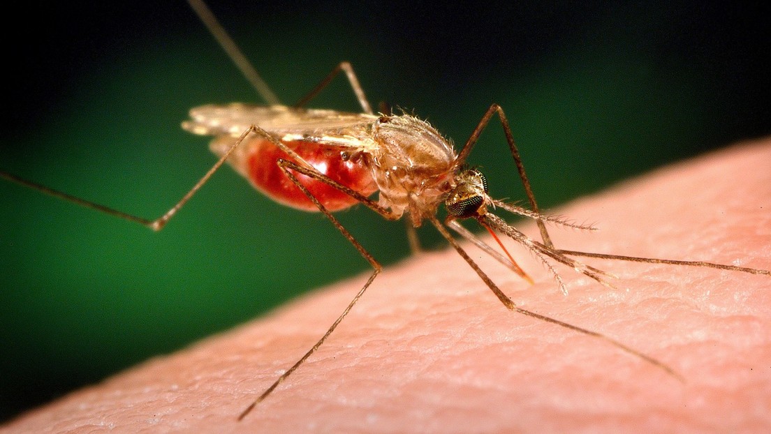 Así contribuye el cambio climático en la propagación de la malaria por África