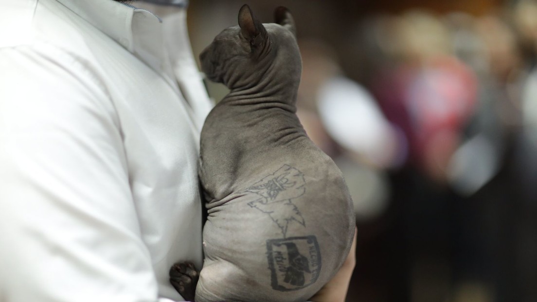 El gato egipcio tatuado por criminales y rescatado de una cárcel mexicana busca un hogar