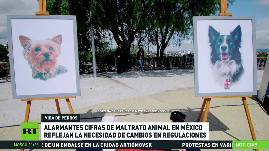 Alarmantes cifras de maltrato animal en México reflejan la necesidad de cambios en regulaciones