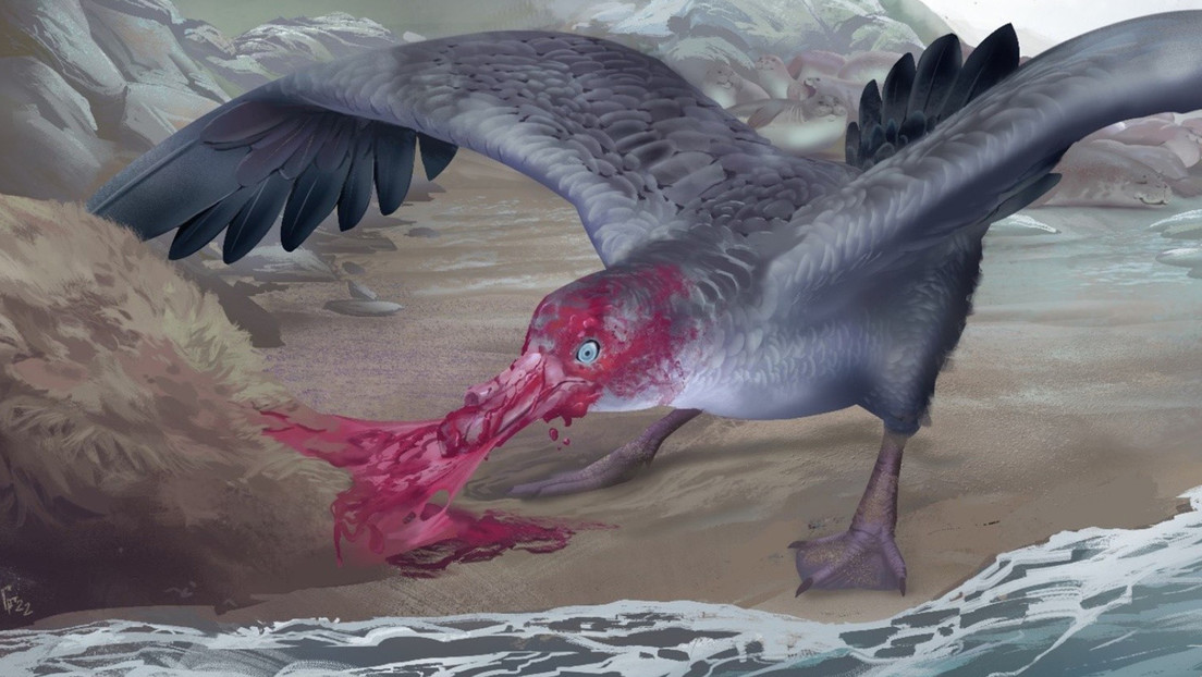 Descubren los restos de un ave gigante que devoraba focas hace 3 millones de años