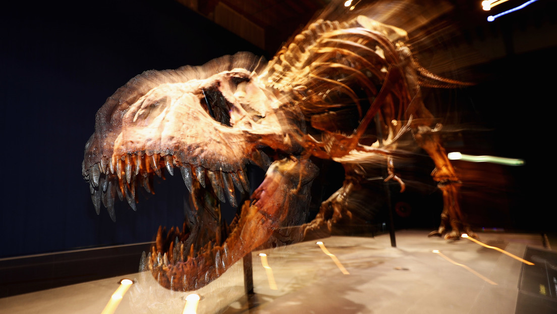 Descubren por qué algunos dinosaurios carnívoros crecieron hasta tamaños tan enormes