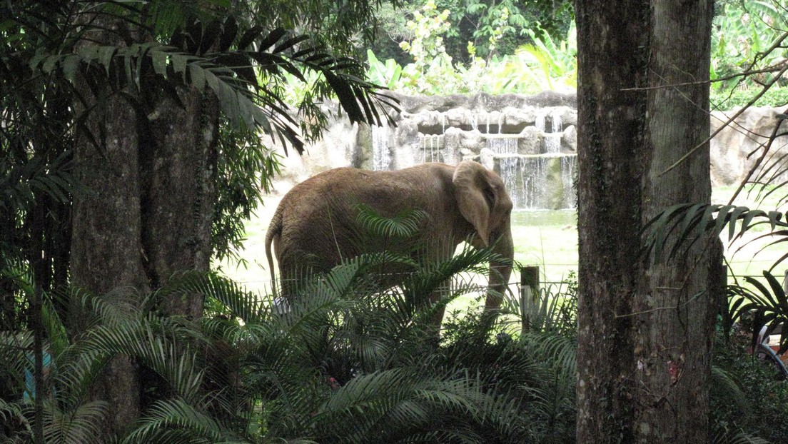 Puerto Rico anuncia el cierre del último zoológico de la isla por malas condiciones