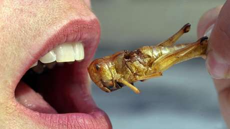 Catar prohíbe alimentos que contengan insectos