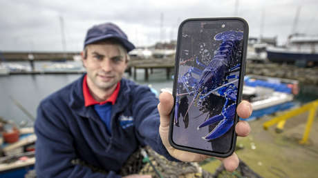 "Una entre dos millones": captura una inusual langosta azul en Irlanda del Norte (VIDEO)