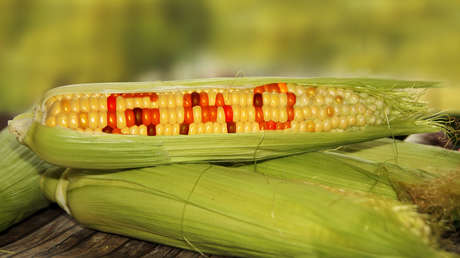 Un nuevo decreto en México busca relajar las medidas sobre el maíz transgénico: ¿qué cambios hay?