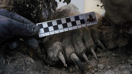 Practican una autopsia a un oso de 3.460 años de antigüedad, "un hallazgo sin parangón en el mundo"