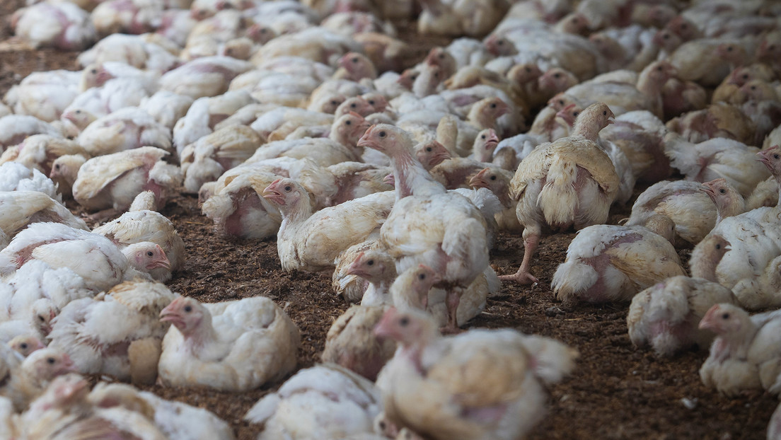 Argentina suspende exportaciones avícolas tras confirmar primer caso de influenza