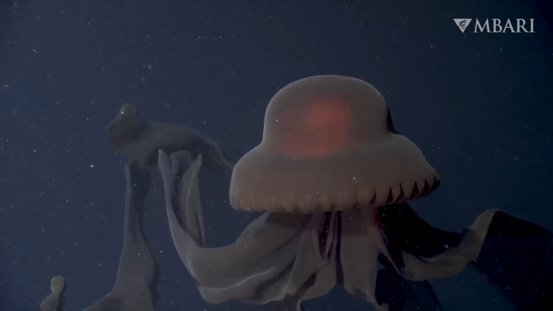 Una extraña medusa gigante que habita aguas profundas es fotografiada en la Antártida