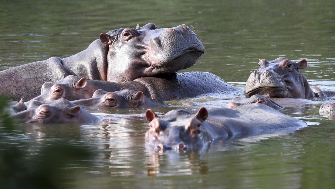 Colombia podría librarse del pesado legado de Escobar: 70 hipopótamos se irán a la India y México