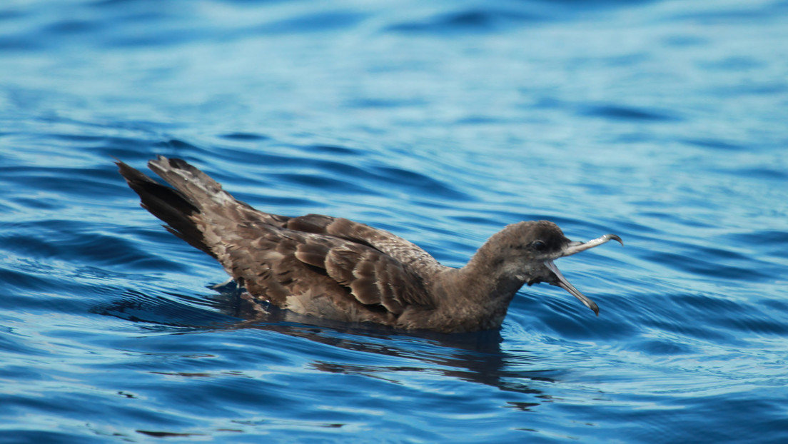 Documentan una nueva enfermedad en aves marinas causada por la ingesta de plástico