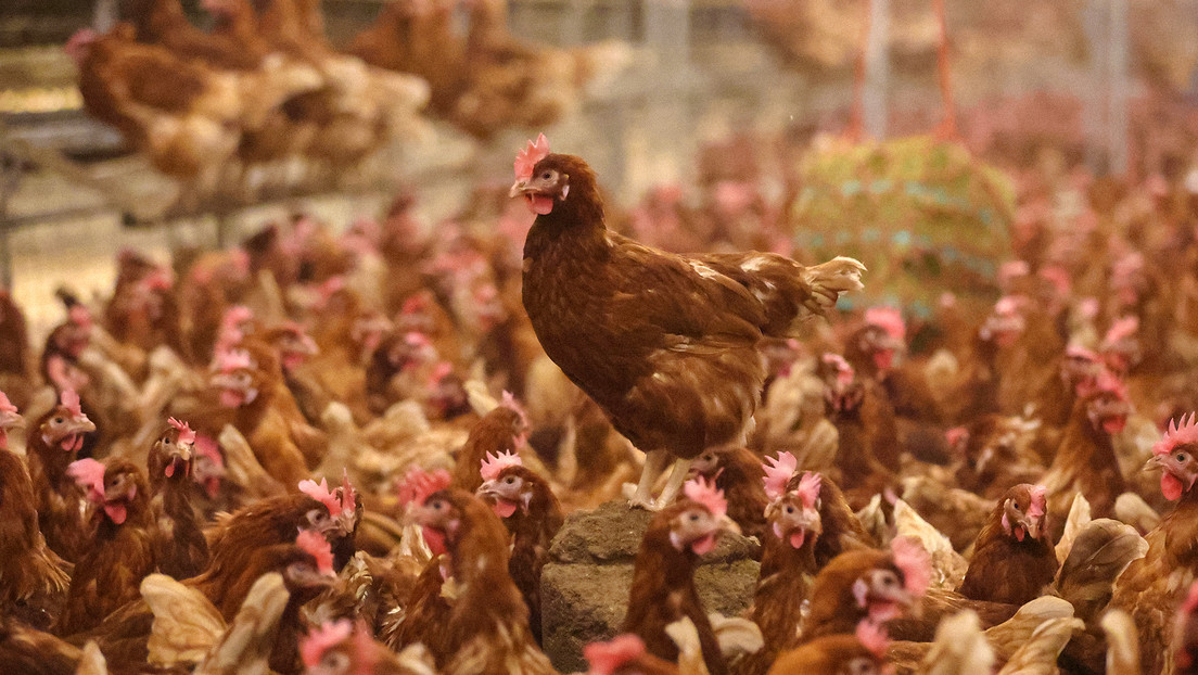 La gripe aviar en Latinoamérica: ¿qué países han detectado el virus y qué medidas han tomado?