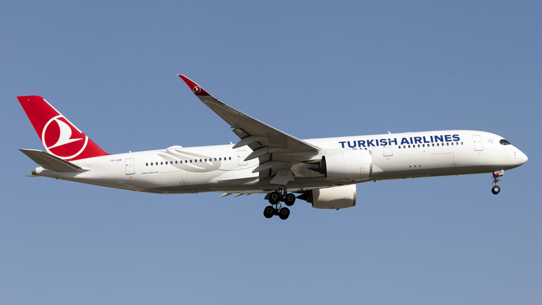 "Lo mínimo que podíamos hacer": Turkish Airlines transporta a los perros rescatistas en clase business