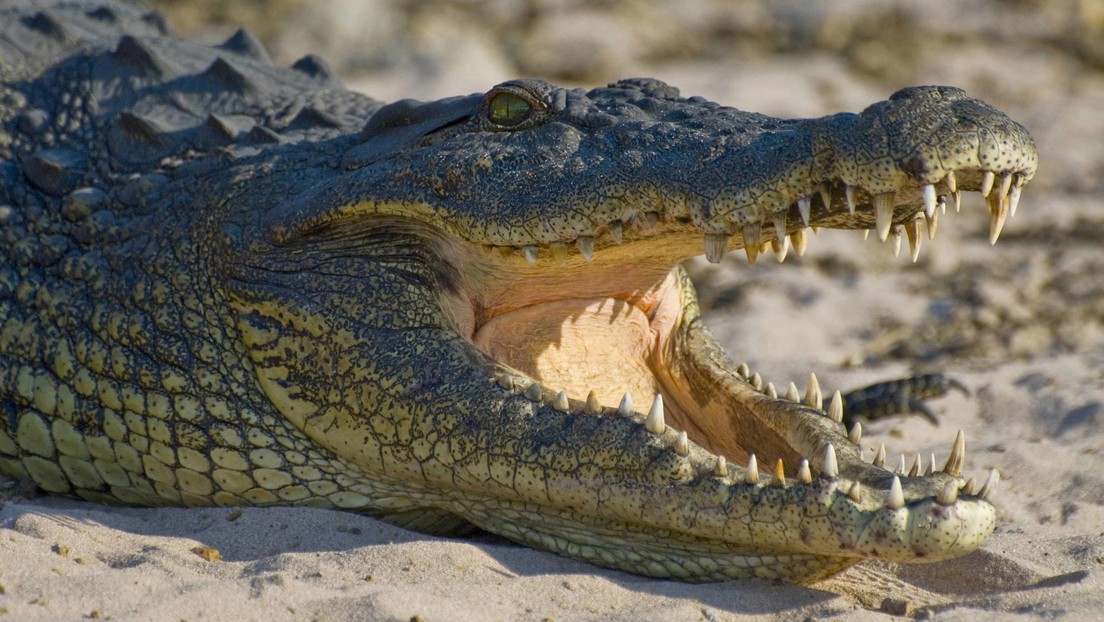 VIDEO: Un cocodrilo atraviesa fácilmente una valla metálica en Florida