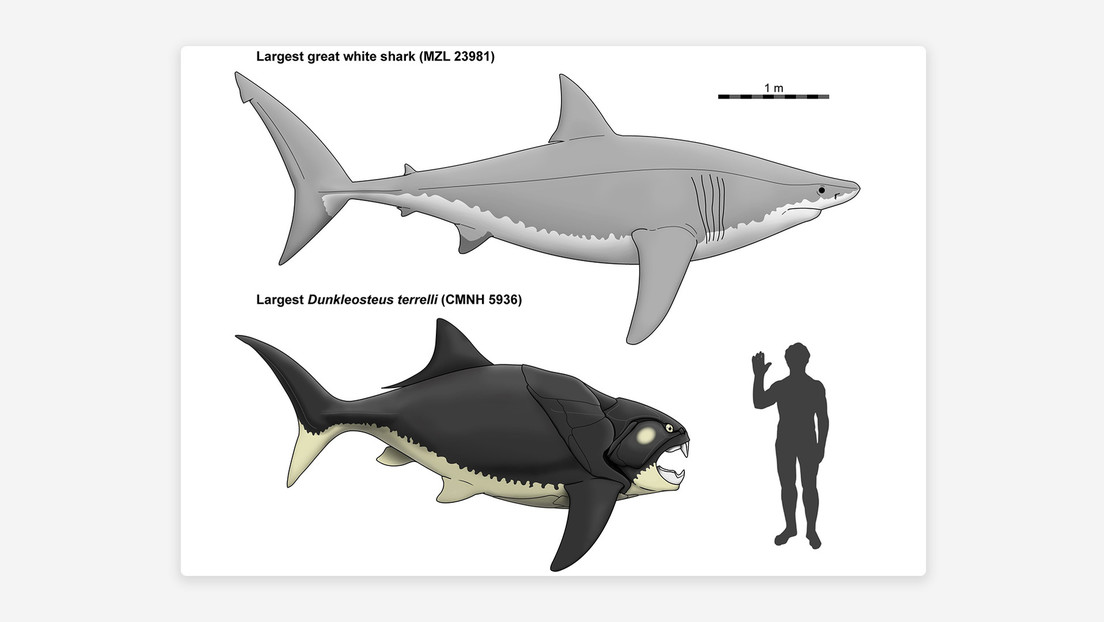 Revelan el verdadero tamaño del primer pez prehistórico superdepredador