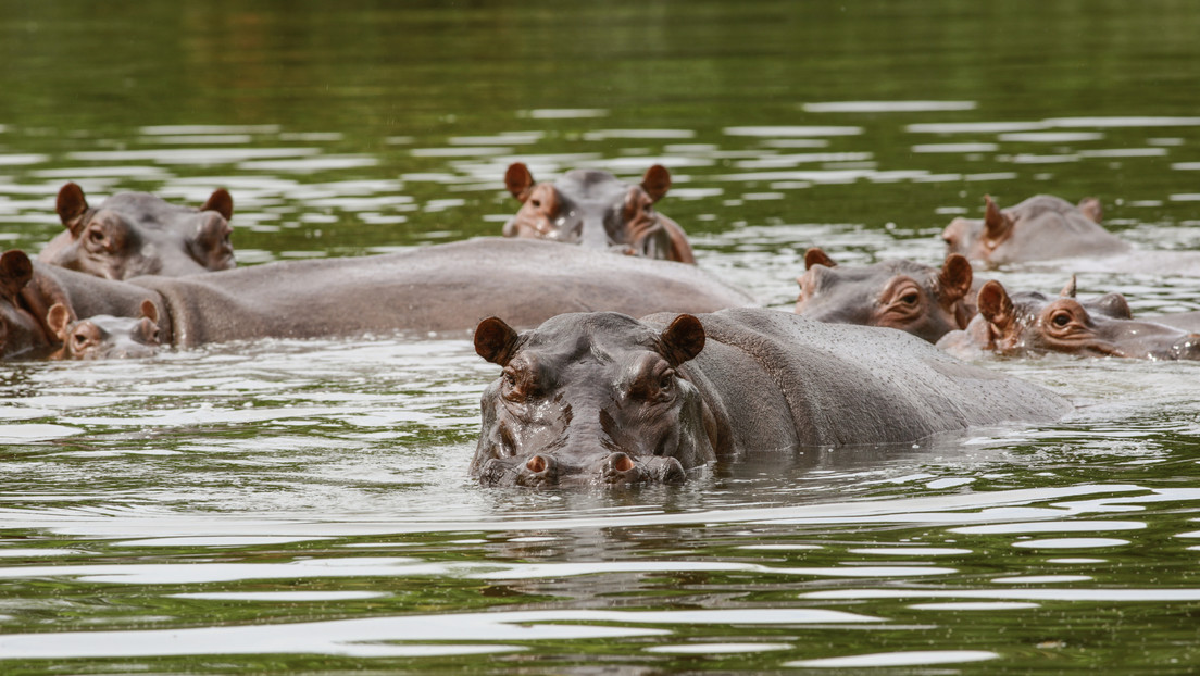 México recibirá a 10 de los hipopótamos del capo colombiano Pablo Escobar
