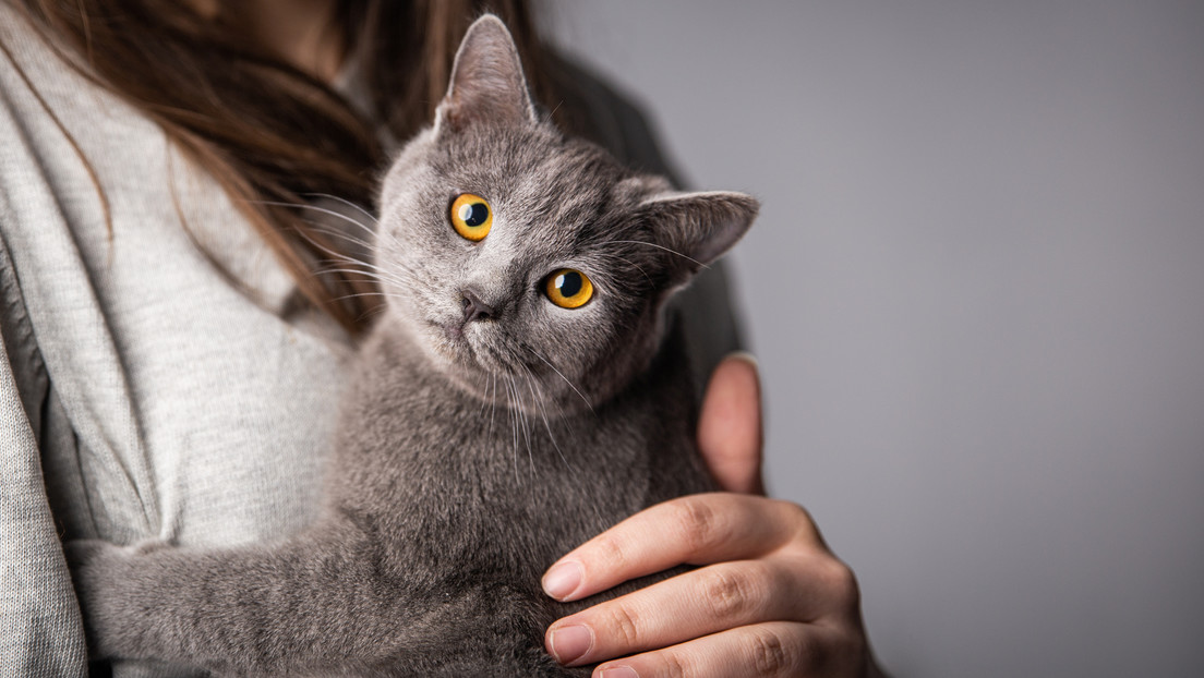 Why do cats purr?  Science offers several explanations