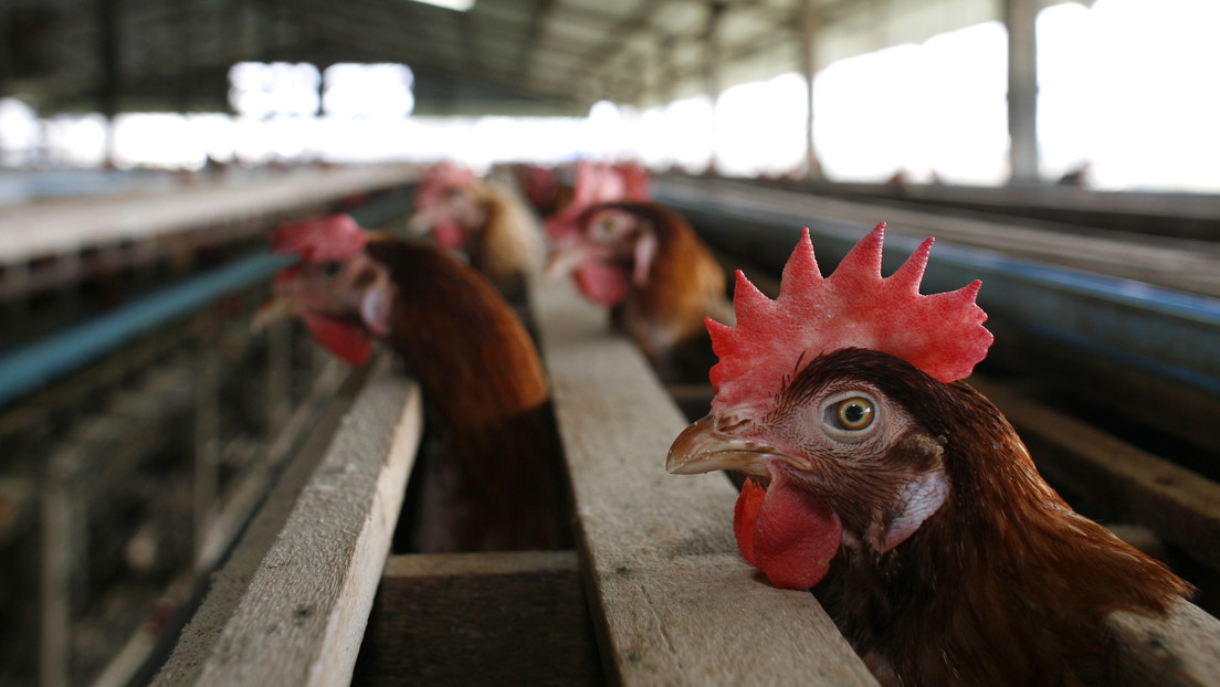 Chile sacrifica unas 40.000 aves para evitar la propagación de la gripe aviar