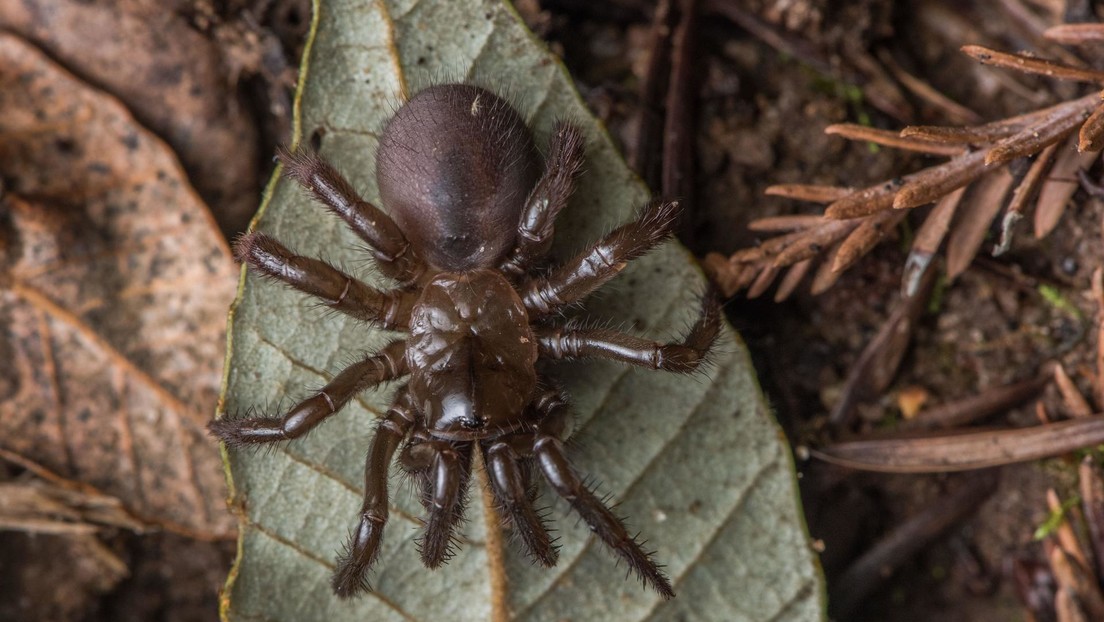 Descubren en Brasil una especie de hongo parasitario que mata arañas (FOTO)