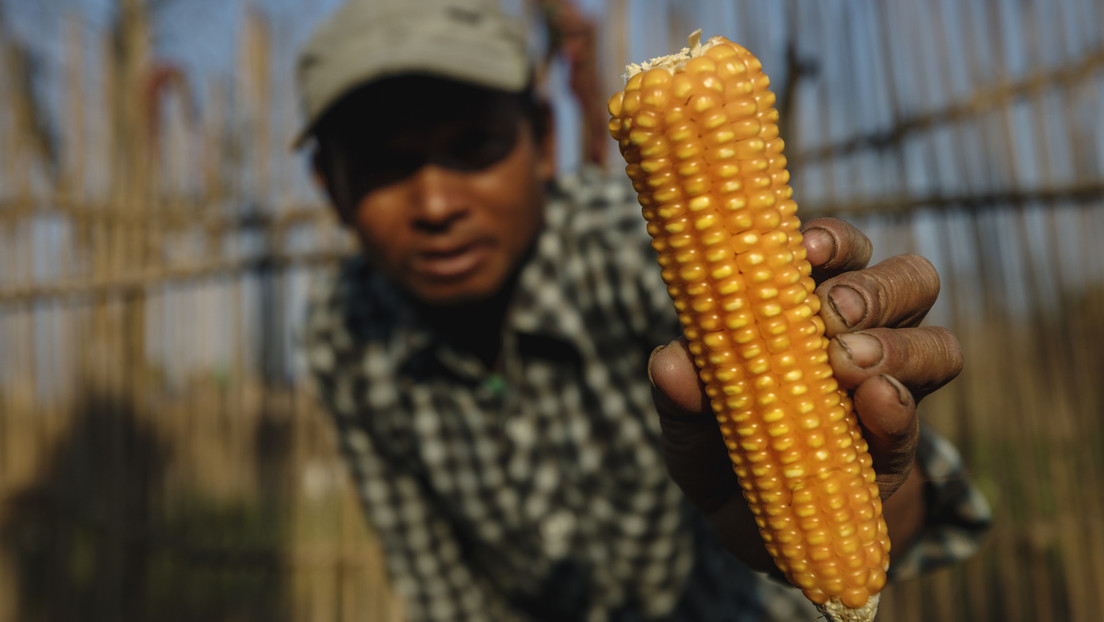 ¿Monsanto impone su ley? EE.UU. escala la disputa con México por el maíz transgénico
