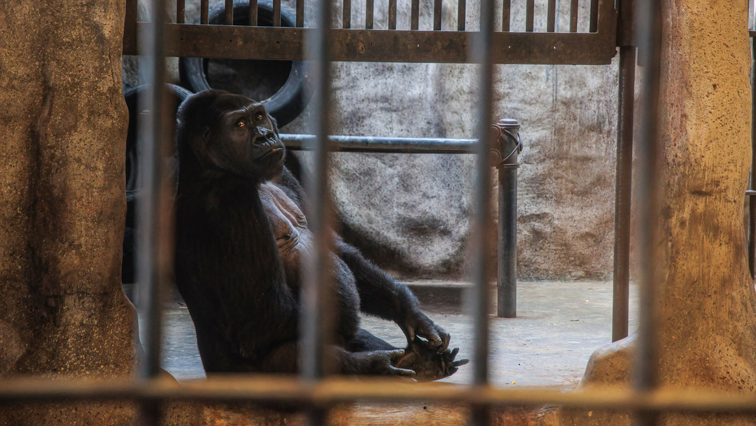 El último gorila hembra cautivo de Tailandia lleva décadas en exhibición en un centro comercial