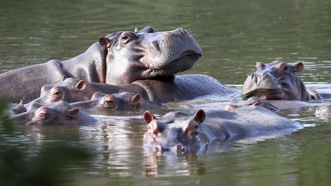 El 'viaje' de 70 hipopótamos de Pablo Escobar a México y a la India costará unos 3,5 millones de dólares