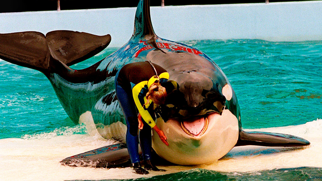 La orca Lolita será liberada tras 53 años de cautiverio