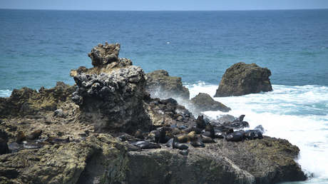 Ecuador creará una reserva marina en las primeras ocho millas de su costa