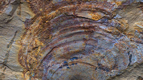 Estos fósiles 'de un misterioso grupo animal' de hace 500 millones de años en realidad no lo son en absoluto