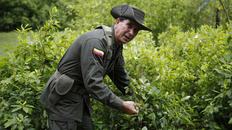 La estrategia de Bolivia y Colombia para que la hoja de coca salga de la lista de estupefacientes